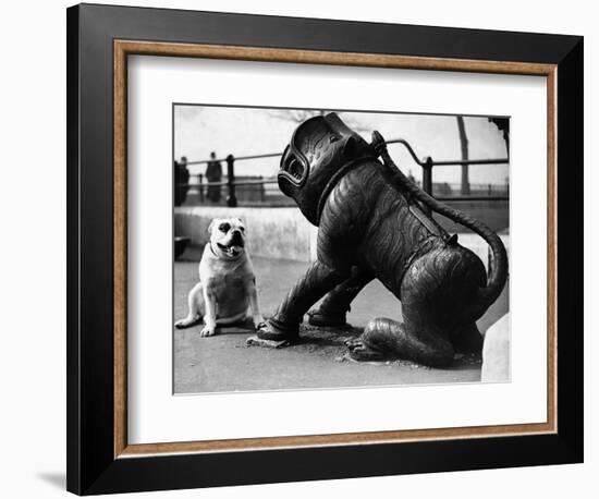 Bulldog with a Cannon-null-Framed Photographic Print