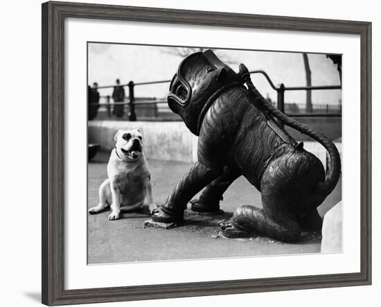 Bulldog with a Cannon-null-Framed Photographic Print