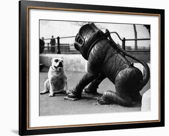 Bulldog with a Cannon-null-Framed Photographic Print