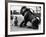 Bulldog with a Cannon-null-Framed Photographic Print