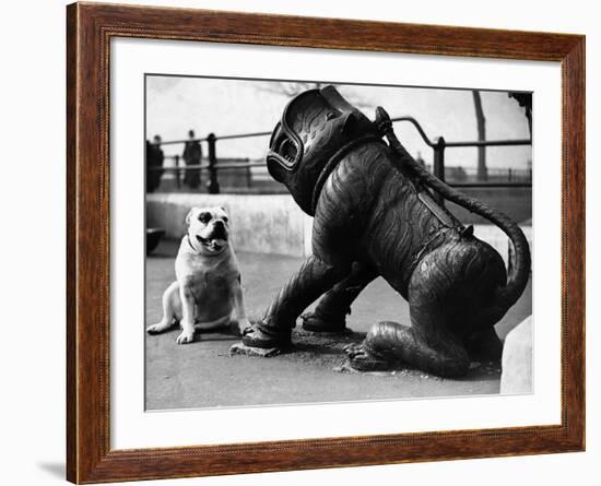 Bulldog with a Cannon-null-Framed Photographic Print