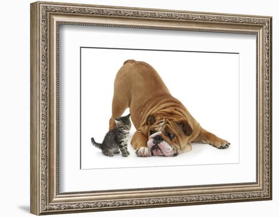 Bulldog with a Tabby Kitten, Fosset, 6 Weeks-Mark Taylor-Framed Photographic Print