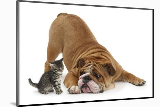 Bulldog with a Tabby Kitten, Fosset, 6 Weeks-Mark Taylor-Mounted Photographic Print