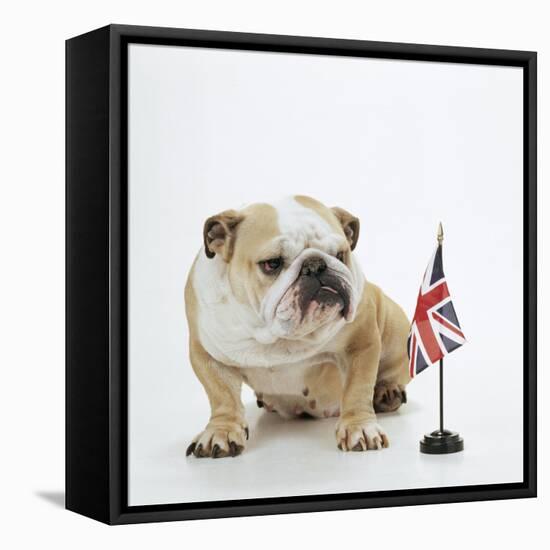 Bulldog with British Union Jack Flag-null-Framed Premier Image Canvas