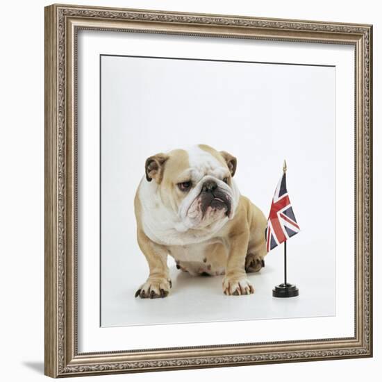 Bulldog with British Union Jack Flag-null-Framed Photographic Print