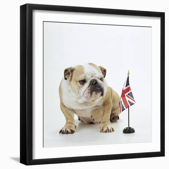 Bulldog with British Union Jack Flag-null-Framed Photographic Print