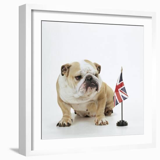 Bulldog with British Union Jack Flag-null-Framed Photographic Print