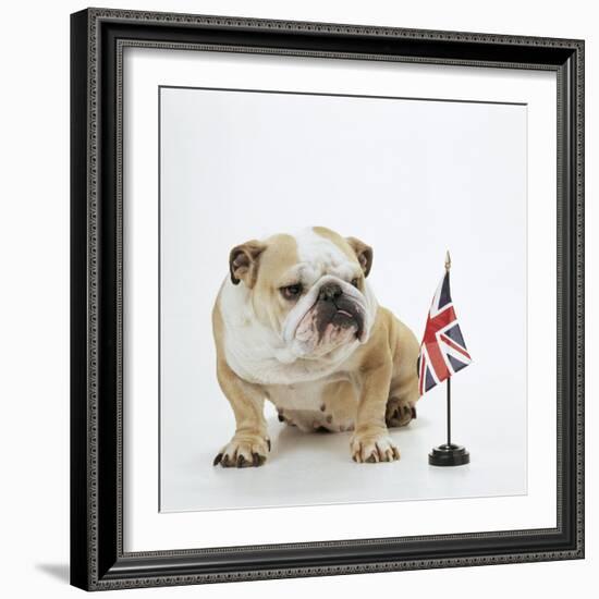 Bulldog with British Union Jack Flag-null-Framed Photographic Print