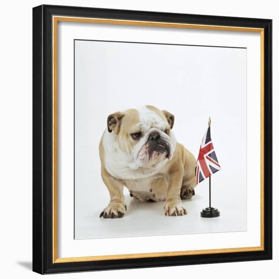 Bulldog with British Union Jack Flag-null-Framed Photographic Print