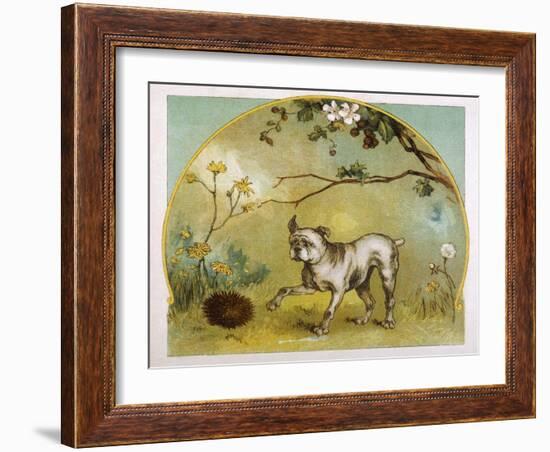 Bulldog with Hedgehog-R. Andre-Framed Art Print