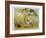 Bulldog with Hedgehog-R. Andre-Framed Art Print