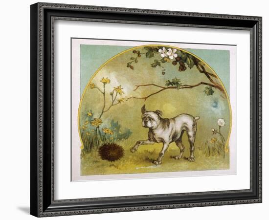 Bulldog with Hedgehog-R. Andre-Framed Art Print