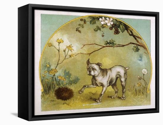 Bulldog with Hedgehog-R. Andre-Framed Stretched Canvas