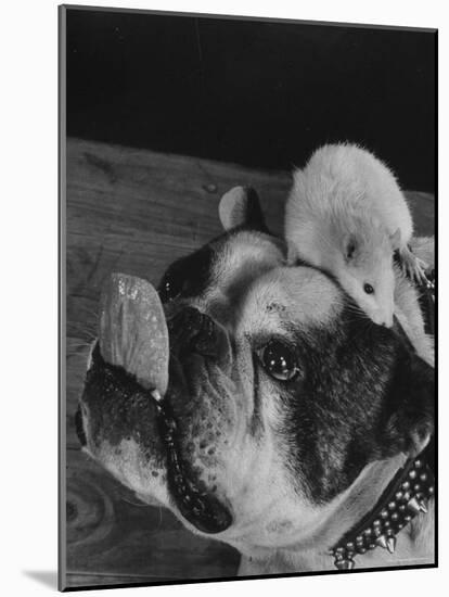 Bulldog with White Mouse Sitting on Head-Gjon Mili-Mounted Photographic Print