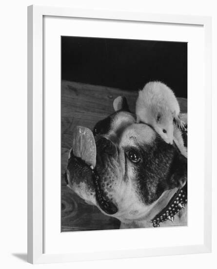 Bulldog with White Mouse Sitting on Head-Gjon Mili-Framed Photographic Print