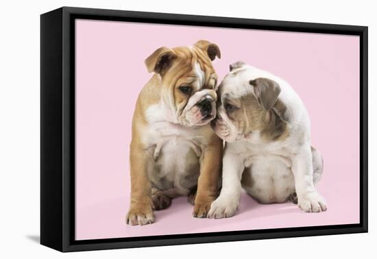 Bulldog X2 Puppies-null-Framed Premier Image Canvas