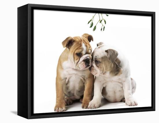 Bulldog X2 Puppies-null-Framed Premier Image Canvas