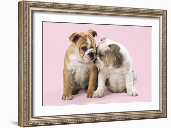 Bulldog X2 Puppies-null-Framed Photographic Print