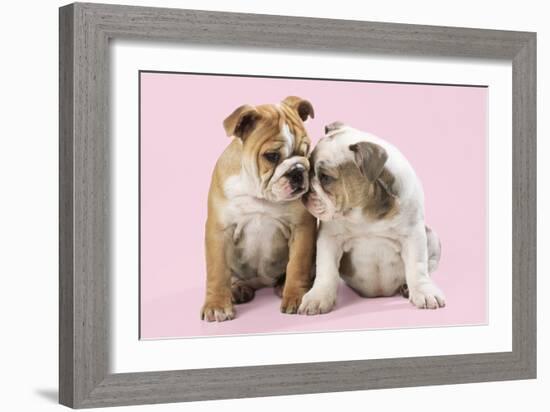 Bulldog X2 Puppies-null-Framed Photographic Print