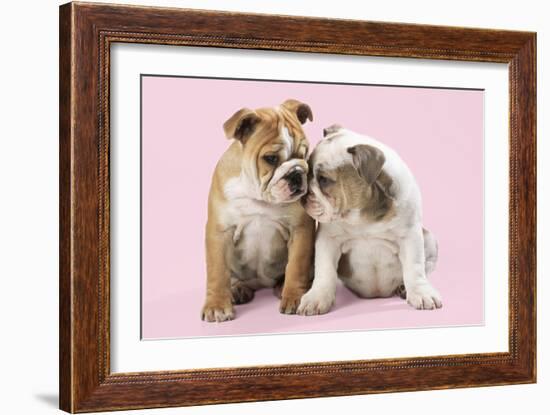 Bulldog X2 Puppies-null-Framed Photographic Print