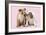 Bulldog X2 Puppies-null-Framed Photographic Print