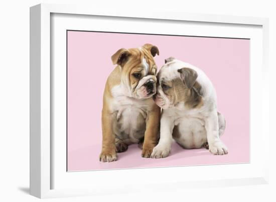 Bulldog X2 Puppies-null-Framed Photographic Print