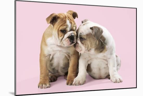 Bulldog X2 Puppies-null-Mounted Photographic Print
