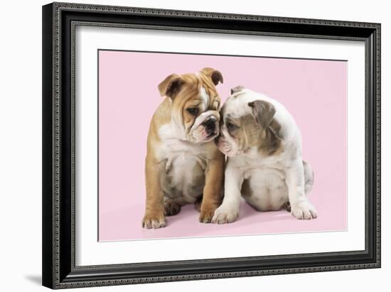 Bulldog X2 Puppies-null-Framed Photographic Print