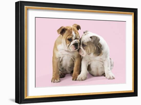 Bulldog X2 Puppies-null-Framed Photographic Print