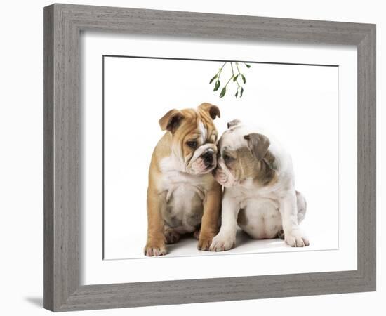 Bulldog X2 Puppies-null-Framed Photographic Print