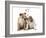 Bulldog X2 Puppies-null-Framed Photographic Print