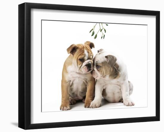 Bulldog X2 Puppies-null-Framed Photographic Print