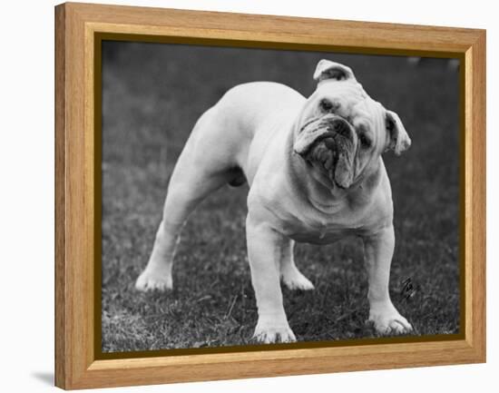 Bulldog-Thomas Fall-Framed Premier Image Canvas