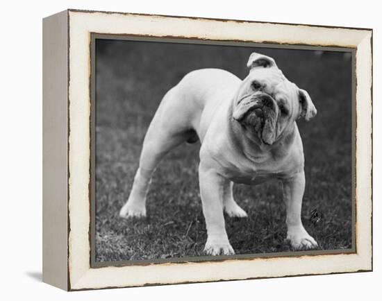 Bulldog-Thomas Fall-Framed Premier Image Canvas