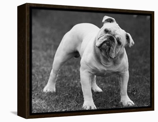 Bulldog-Thomas Fall-Framed Premier Image Canvas