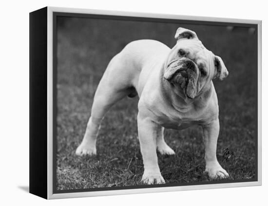 Bulldog-Thomas Fall-Framed Premier Image Canvas