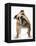 Bulldog-null-Framed Premier Image Canvas