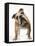 Bulldog-null-Framed Premier Image Canvas