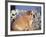 Bulldog-DLILLC-Framed Photographic Print