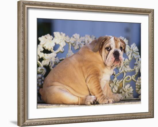 Bulldog-DLILLC-Framed Photographic Print