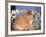 Bulldog-DLILLC-Framed Photographic Print