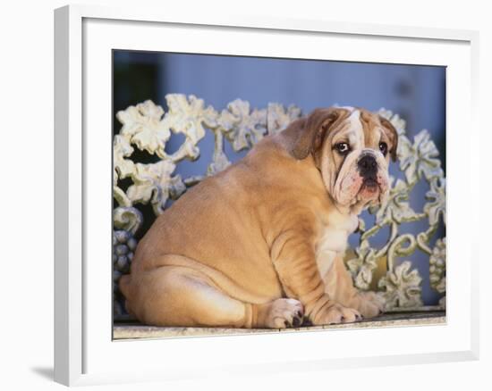 Bulldog-DLILLC-Framed Photographic Print