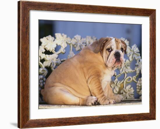 Bulldog-DLILLC-Framed Photographic Print