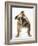 Bulldog-null-Framed Photographic Print