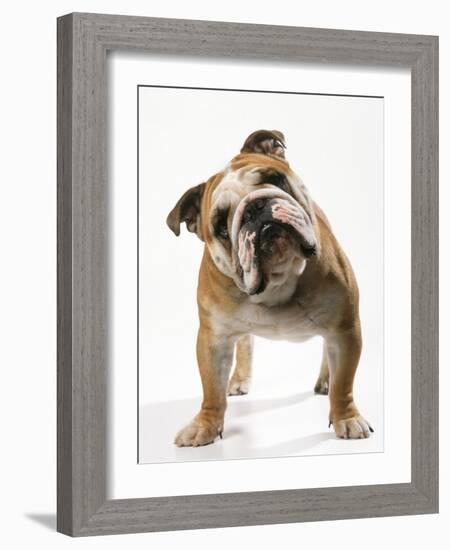 Bulldog-null-Framed Photographic Print