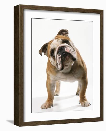 Bulldog-null-Framed Photographic Print