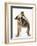 Bulldog-null-Framed Photographic Print