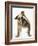 Bulldog-null-Framed Photographic Print