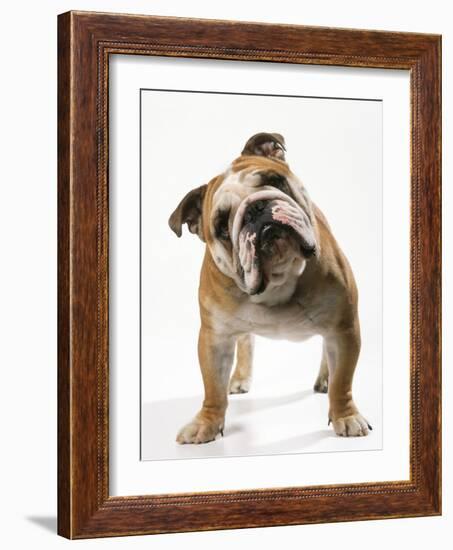 Bulldog-null-Framed Photographic Print