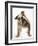 Bulldog-null-Framed Photographic Print